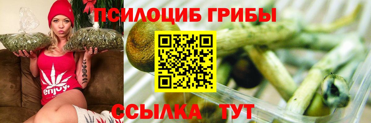 Псилоцибиновые грибы Psilocybine cubensis Можайск